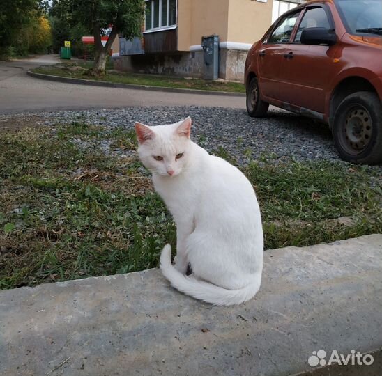 Спасти с улицы
