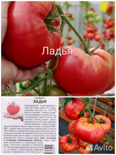 Рассада томатов