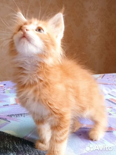 Котята мейн-кун