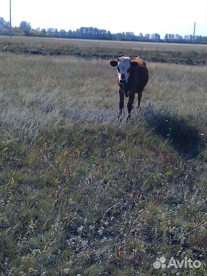 Коровы,телочка