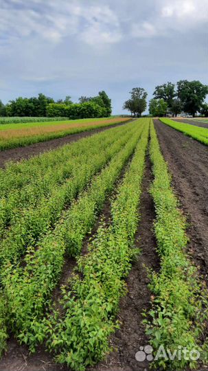 Подвой (дичка)