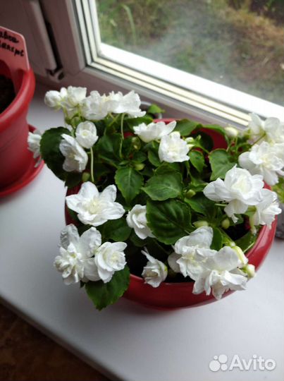 Бальзамин махровый, белый