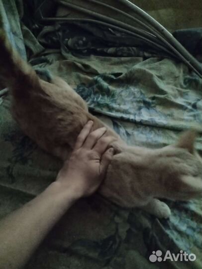 Британская кошка в добрые руки