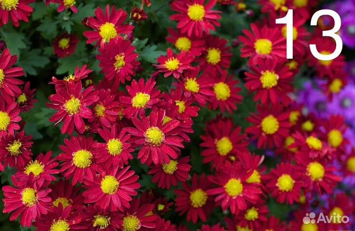 Хризантема мультифлора