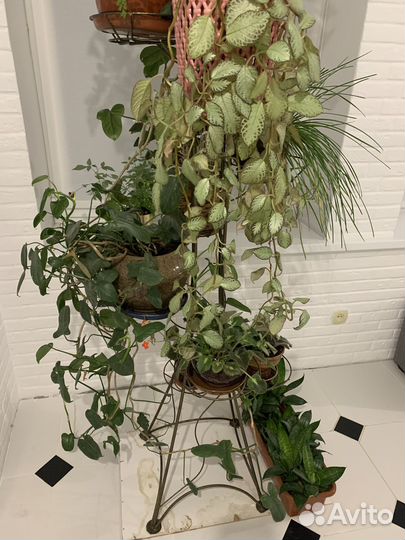 Комнатные цветы