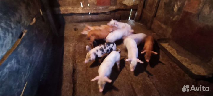 Поросята 1 месяц
