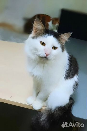 Кошки в добрые руки бесплатно