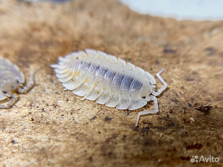 Мокрицы декоративные