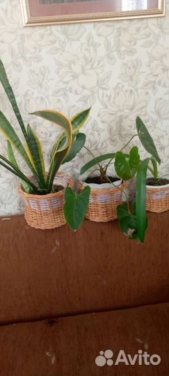 Кашпо для цветов плетеные