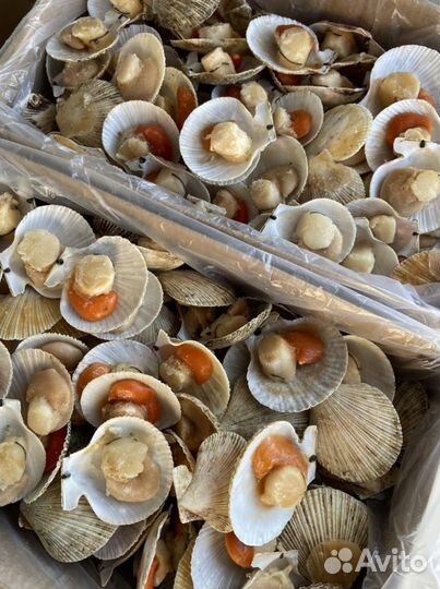 Морской гребешок на створке