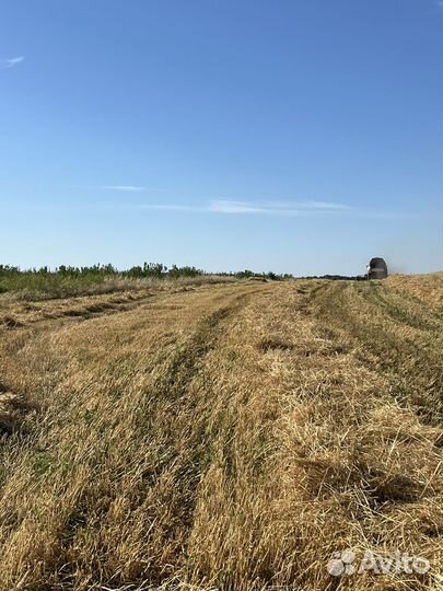 Солома ячменя