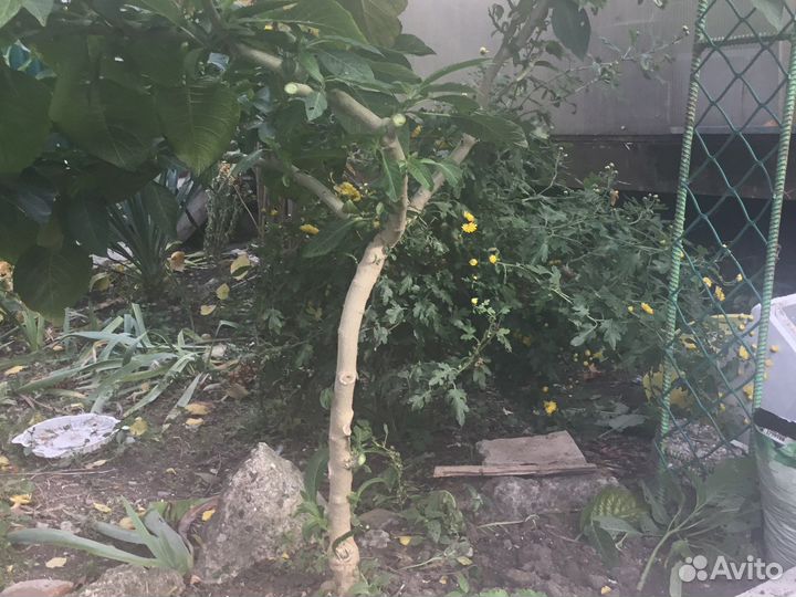 Бругмансия