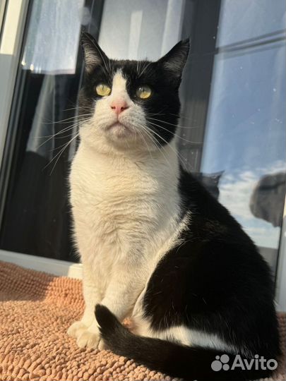 Кот ищет дом