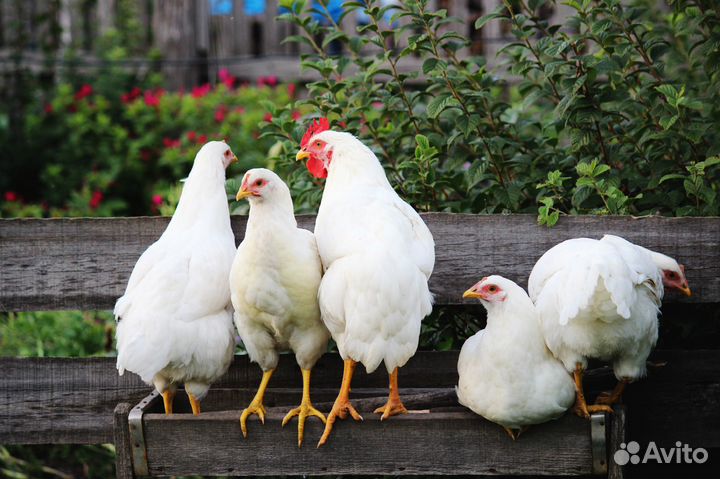 Куры несушки Белые