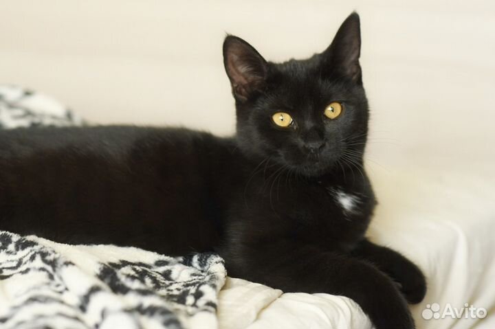 Котенок в добрые руки