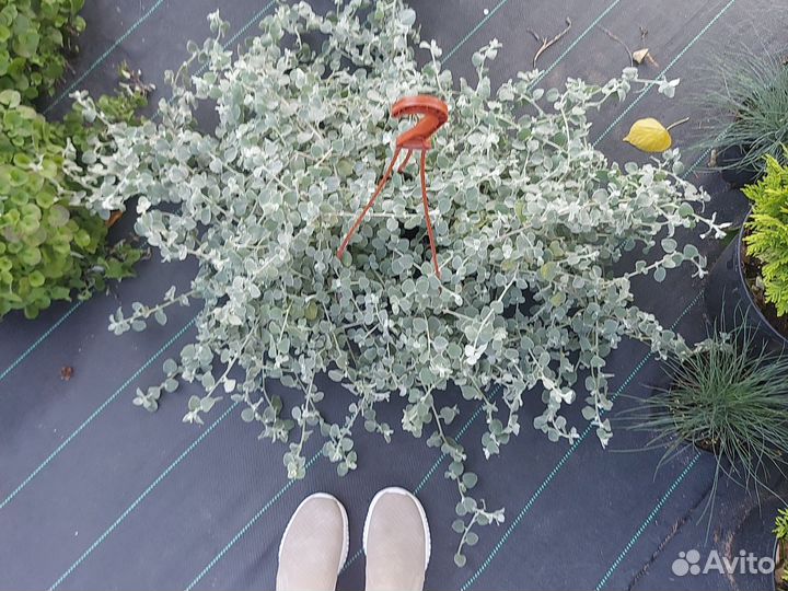 Гелихризум Сильвер