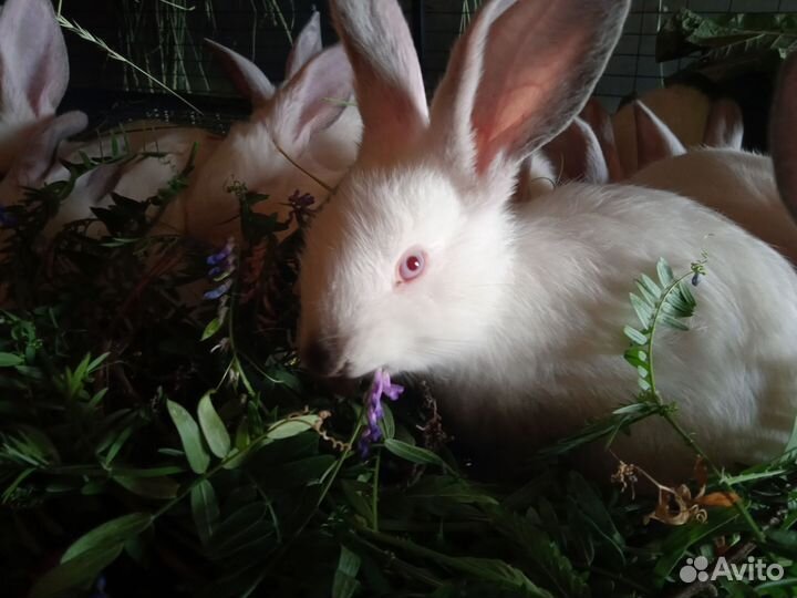 Калифорнийские кролики