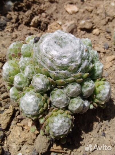 Молодило паутинистое (каменная роза)