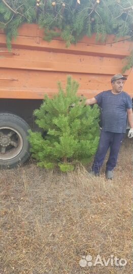 Сосна новогодняя оптом