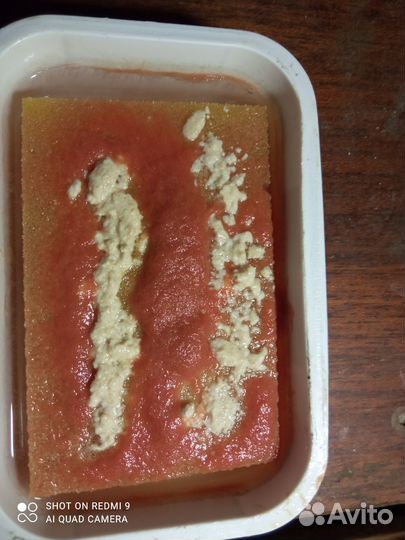 Аулофорус, гуппи