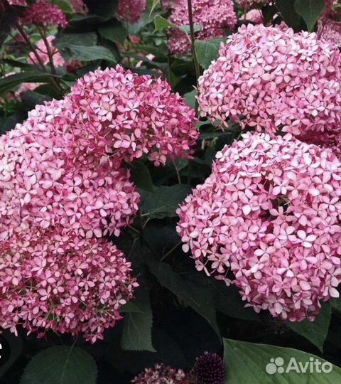 Гортензия древовидная