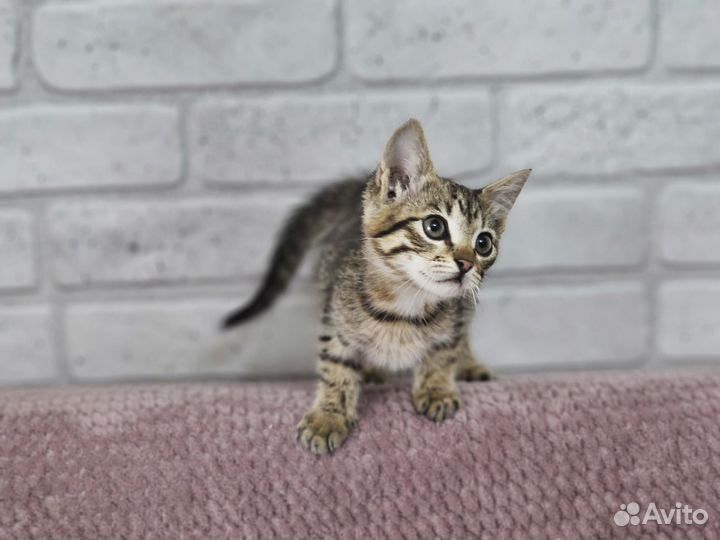 Отдам котят в добрые руки (девочки)