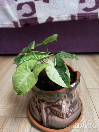 Сингониум panda