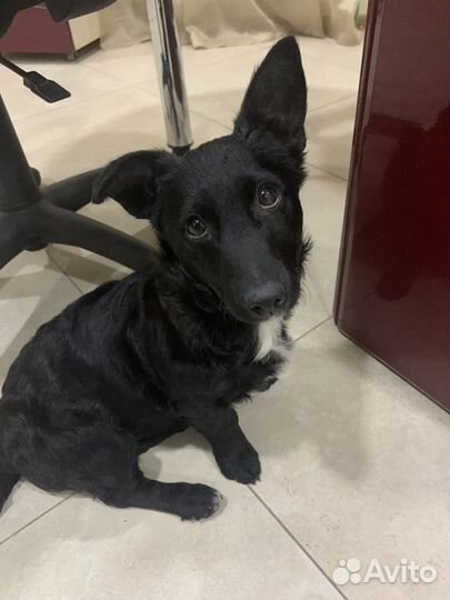 Найден щенок (девочка)