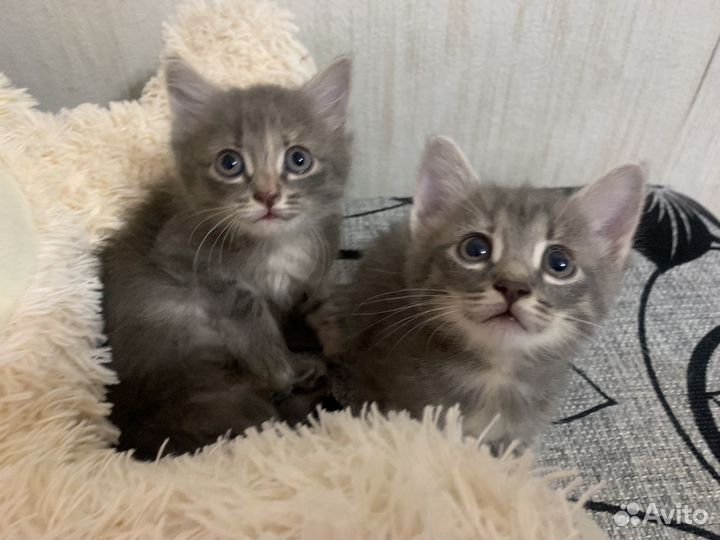 Котятки в добрые руки