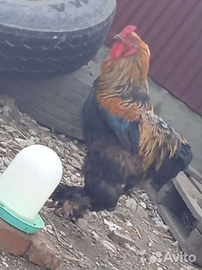 Петух
