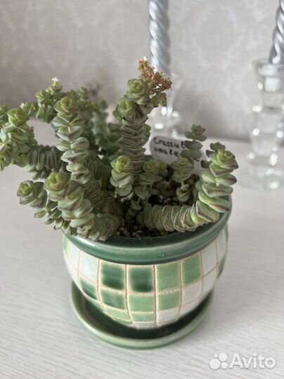 Крассула nealeana Суккуленты