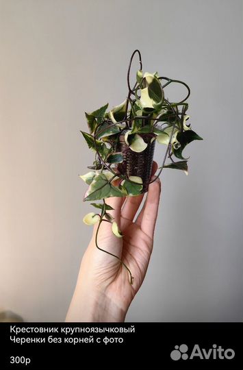 Крестовники