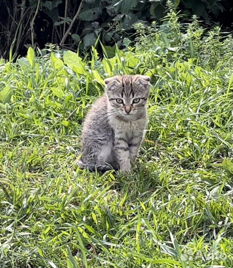 Шотландский вислоухий котенок мальчик бесплатно