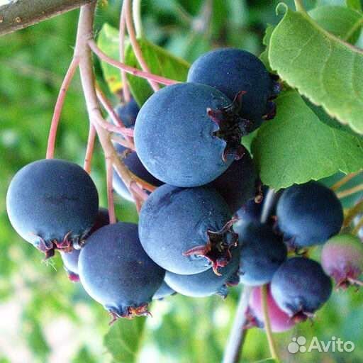 Выборг, Ирга, Карина