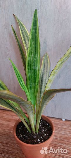 Сансевьерия Трифасциата Аубрутиана
