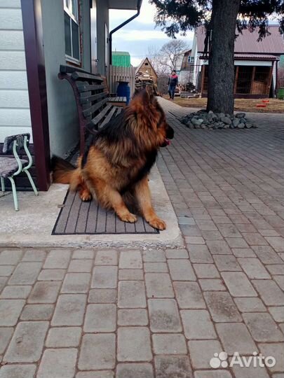 Немецкая овчарка вязка кобель