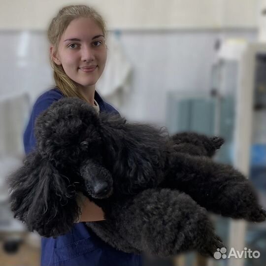 Ветеринарный врач на дом