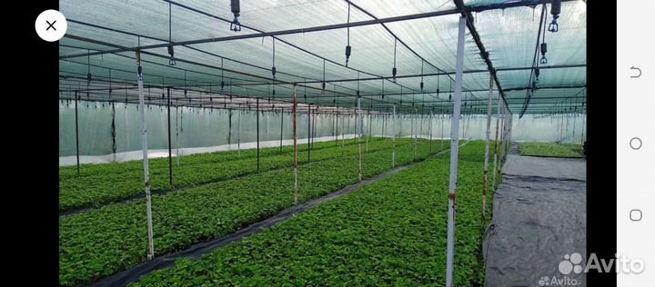 Рассада клубники