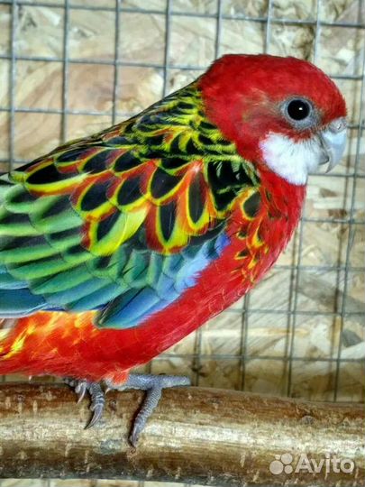 Красные и пестые розеллы