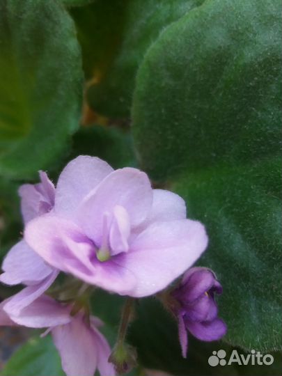 Фиалка в горшке фиолетовая сиреневая пурпурная