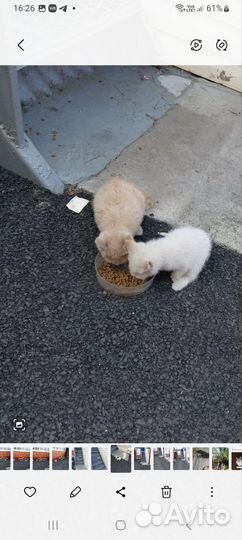Котята в добрые руки