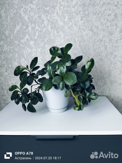 Пеперомия туполистная