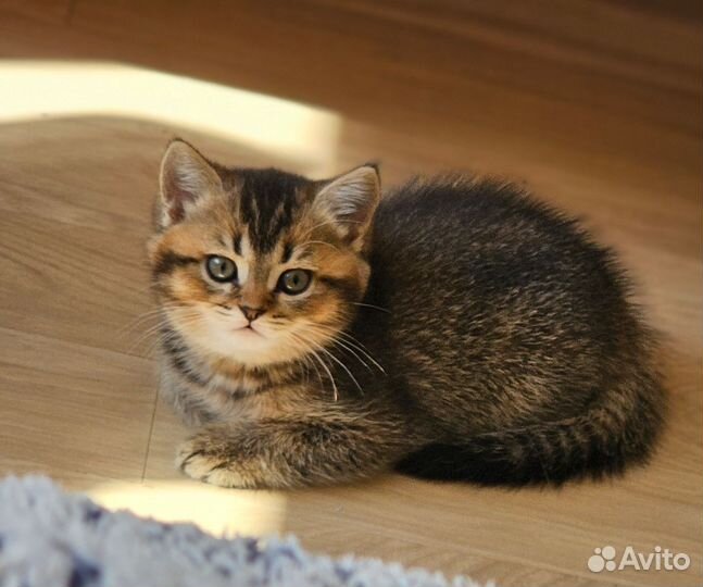 Шотландская прямоухая кошка