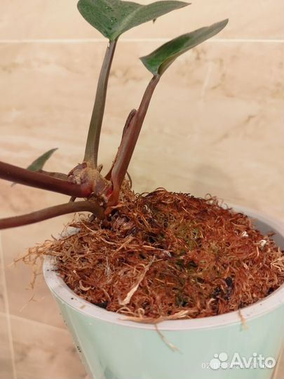 Филодендрон Рэд Конго