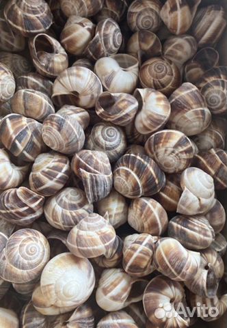 Раковины виноградной улитки