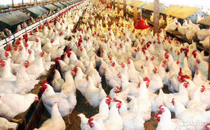Сортировщик на производство пищевойпродукции