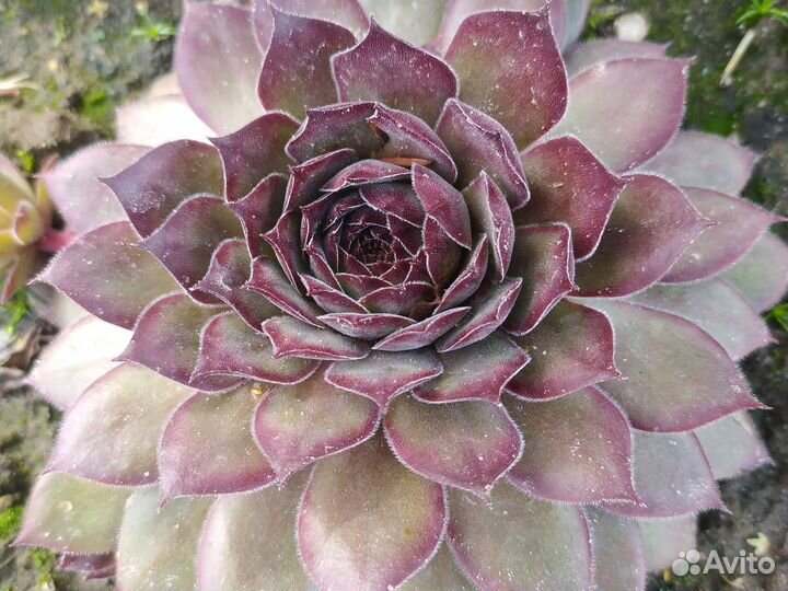 Молодило каменная роза, суккуленты