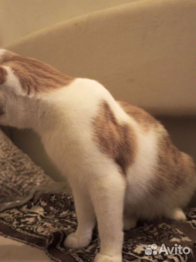 Котик в дар