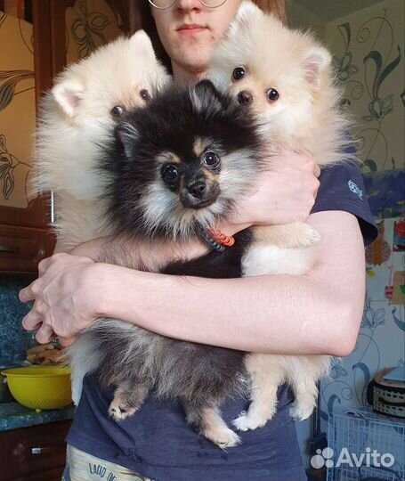 Померанский шпиц девочка