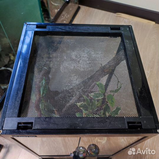 Террариум с хохлатым гекконом